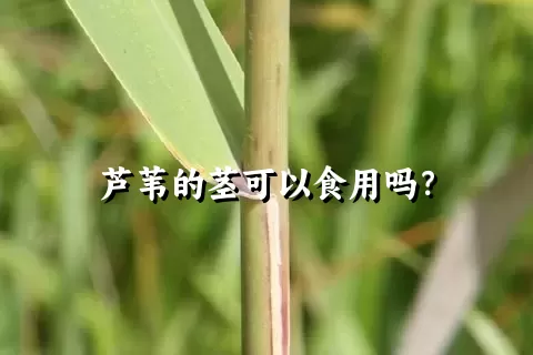 芦苇的茎可以食用吗？