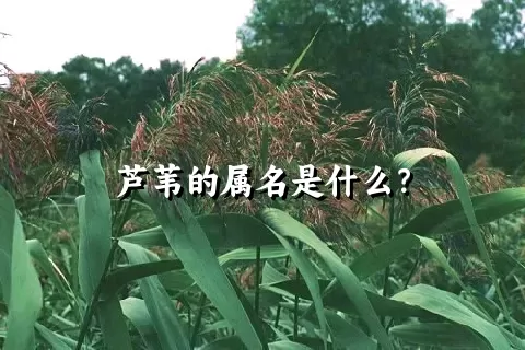 芦苇的属名是什么？