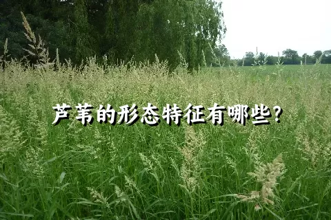 芦苇的形态特征有哪些？