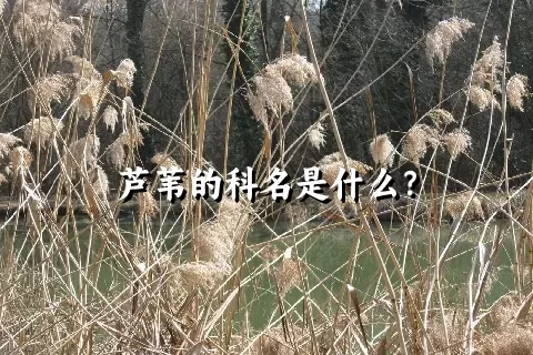 芦苇的科名是什么？