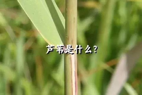 芦苇是什么？