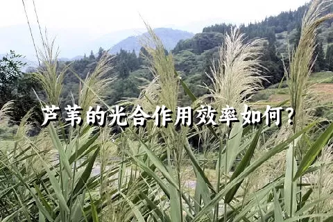 芦苇的光合作用效率如何？