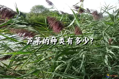 芦苇的种类有多少？