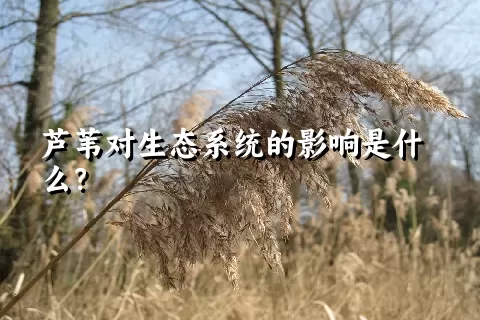 芦苇对生态系统的影响是什么？