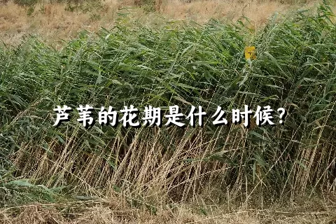 芦苇的花期是什么时候？