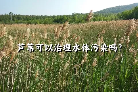 芦苇可以治理水体污染吗？