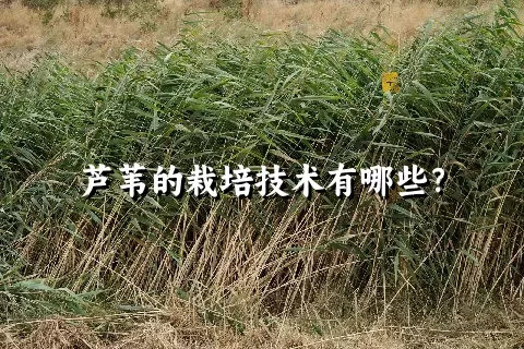 芦苇的栽培技术有哪些？