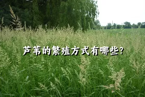 芦苇的繁殖方式有哪些？