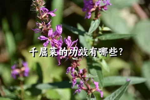 千屈菜的功效有哪些？