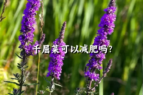 千屈菜可以减肥吗？