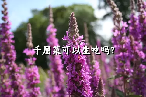 千屈菜可以生吃吗？