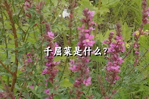 千屈菜是什么？