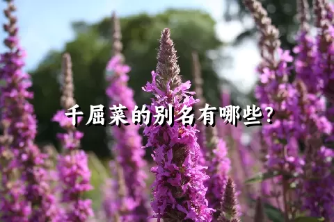 千屈菜的别名有哪些？