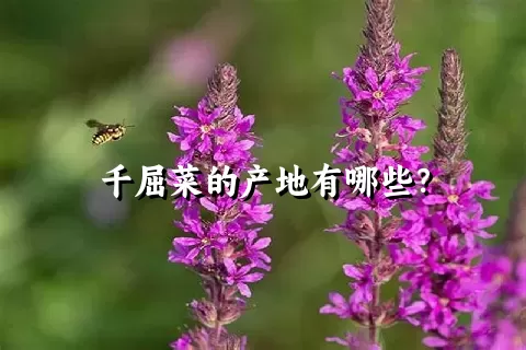 千屈菜的产地有哪些？