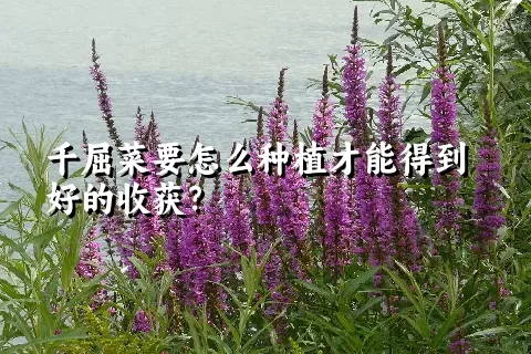 千屈菜要怎么种植才能得到好的收获？