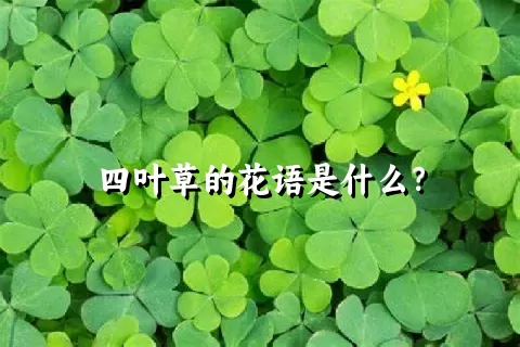 四叶草的花语是什么？