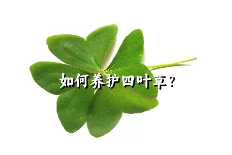 如何养护四叶草？