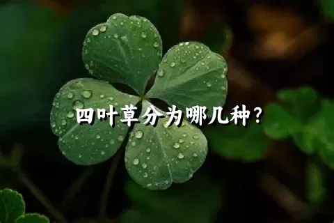 四叶草分为哪几种？