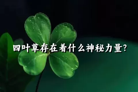 四叶草存在着什么神秘力量？