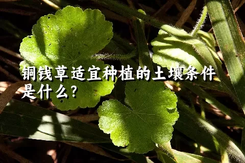 铜钱草适宜种植的土壤条件是什么？