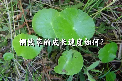 铜钱草的成长速度如何？