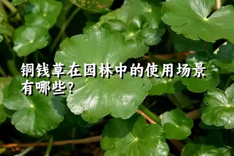 铜钱草在园林中的使用场景有哪些？