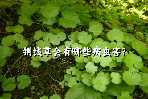 铜钱草会有哪些病虫害？