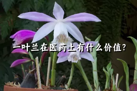 一叶兰在医药上有什么价值？