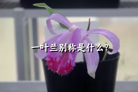 一叶兰别称是什么？