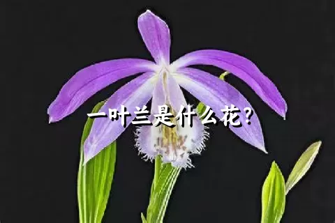 一叶兰是什么花？