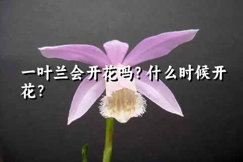 一叶兰会开花吗？什么时候开花？