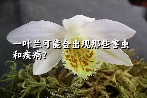 一叶兰可能会出现那些害虫和疾病？