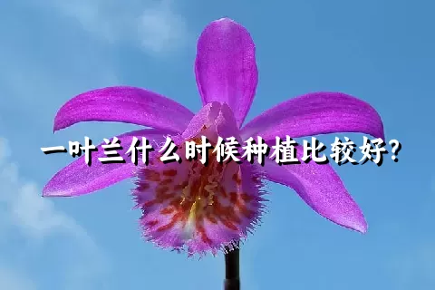 一叶兰什么时候种植比较好？