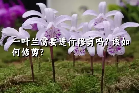 一叶兰需要进行修剪吗？该如何修剪？