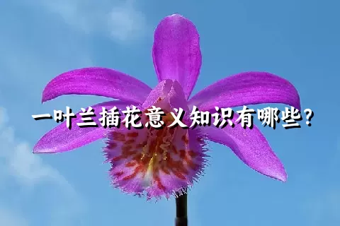 一叶兰插花意义知识有哪些？