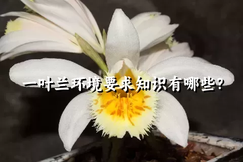 一叶兰环境要求知识有哪些？