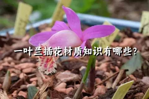 一叶兰插花材质知识有哪些？