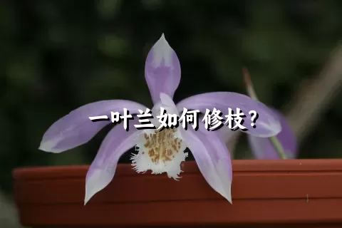 一叶兰如何修枝？