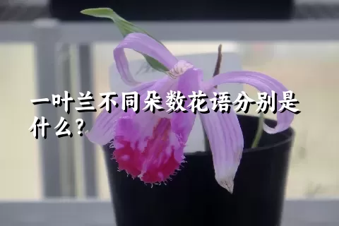 一叶兰不同朵数花语分别是什么？