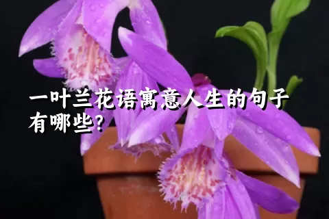 一叶兰花语寓意人生的句子有哪些？