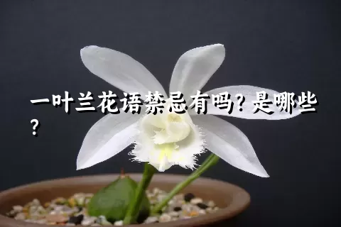 一叶兰花语禁忌有吗？是哪些？