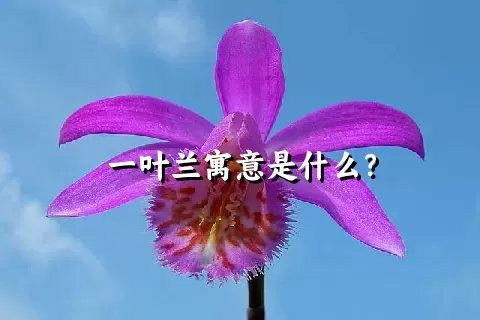 一叶兰寓意是什么？