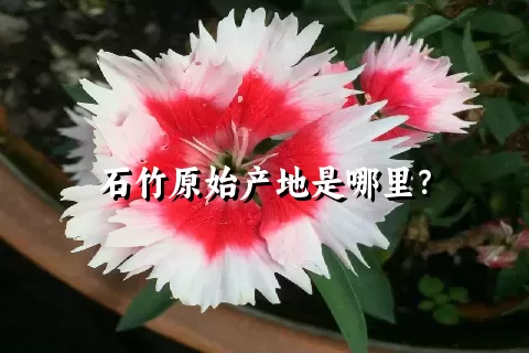 石竹原始产地是哪里？