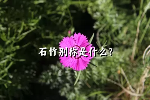 石竹别称是什么？