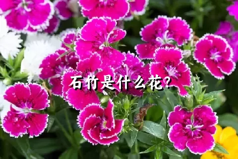 石竹是什么花？