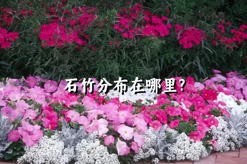 石竹分布在哪里?