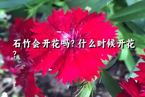 石竹会开花吗？什么时候开花？