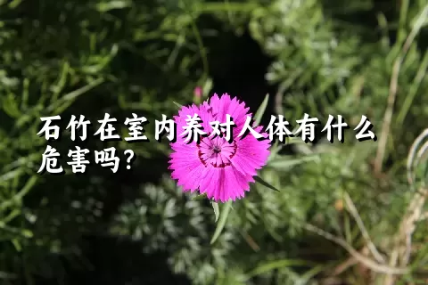 石竹在室内养对人体有什么危害吗？