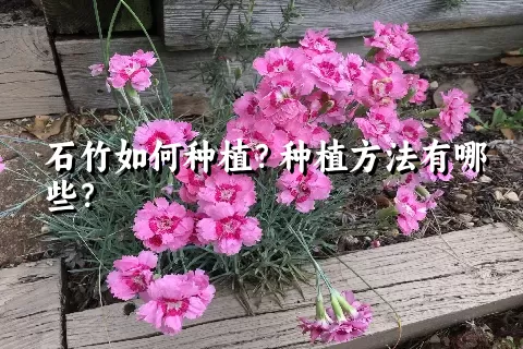 石竹如何种植？种植方法有哪些？