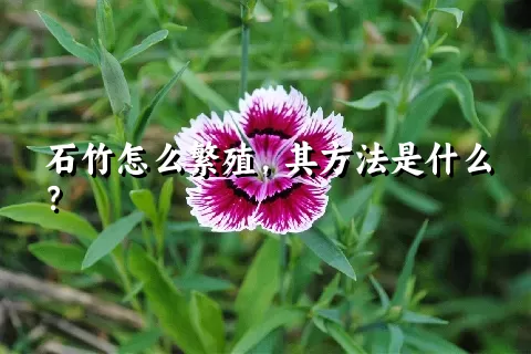 石竹怎么繁殖，其方法是什么？